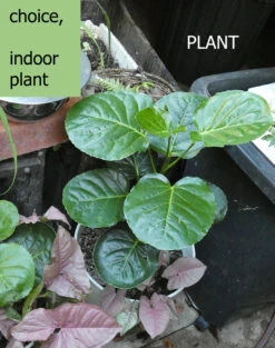 Polyscias Scutellaria – Dinner Plate Aralia, Formerly Crassula Scutellaria