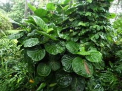 Polyscias Scutellaria – Dinner Plate Aralia, Formerly Crassula Scutellaria -Plant Shop Polyscias scutellaria Dinner Plate Aralia formerly Crassula scutellaria march 2023 ab