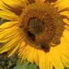 Mixed Sunflower Seeds Seeds -Plant Shop Rgiantsun