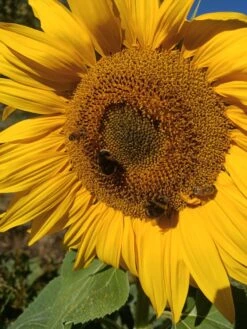 Mixed Sunflower Seeds Seeds