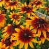 Rudbeckia Gloriosa Seeds -Plant Shop Rudbeckiagloriosa