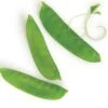 Snow Pea Seeds -Plant Shop SNOW PEA1