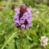Self Heal Prunella Velgaris Seeds 2 Self Heal Prunella Velgaris Seeds -Plant Shop Self heal