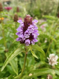 Self Heal Prunella Velgaris Seeds