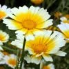 Edible Chrysanthemum (Shungiku) Seeds -Plant Shop Shingiku