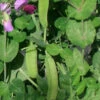 Snow Pea ‘Yakumo’ – Pisum Sativum, Heirloom Variety Seeds -Plant Shop Snow Pea ‘Yakumo Pisum sativum heirloom variety 30 seeds at localseeds com