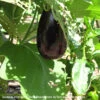 Eggplant ‘Black Beauty’ – Solanum Melongena Seeds -Plant Shop Solanum melongena Black Beauty photo by Tyler ser Noche contribs scaled 1
