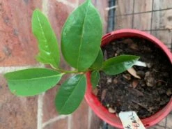 Soursop Seedling Plants For Pots Or Ground -Plant Shop Soursop2
