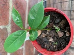 Soursop Seedling Plants For Pots Or Ground -Plant Shop Soursop3