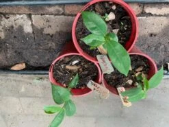 Soursop Seedling Plants For Pots Or Ground -Plant Shop Soursop4