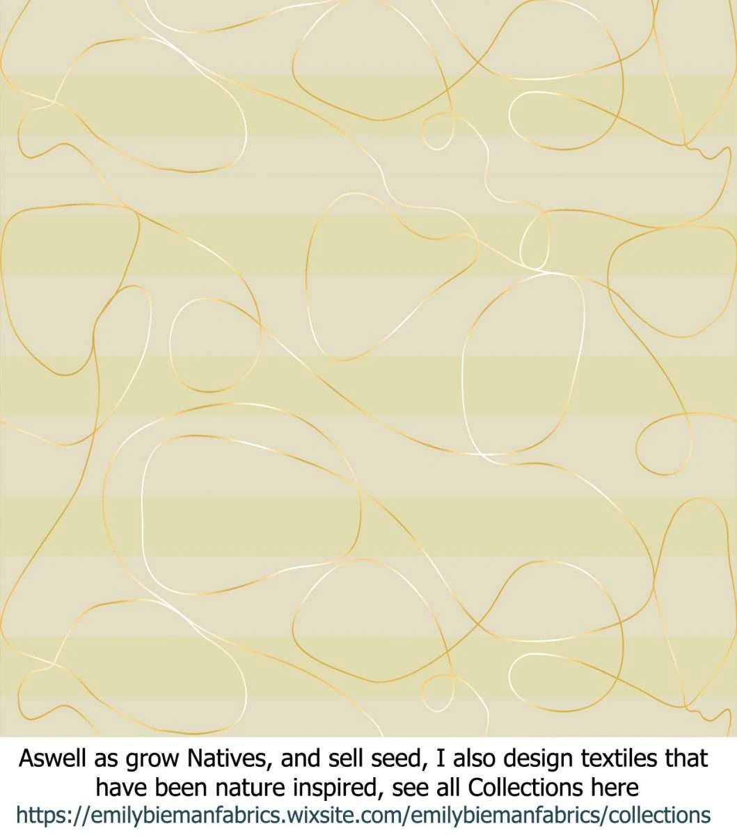 Acacia Spectabilis – Mudgee Wattle Seeds 5 Acacia Spectabilis – Mudgee Wattle Seeds - Image 3