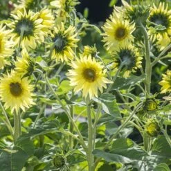 Mixed Sunflower Seeds Seeds -Plant Shop Sunflower Lemon striker
