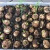 Taro Seedling Plants -Plant Shop Taro Seeds w green shoots