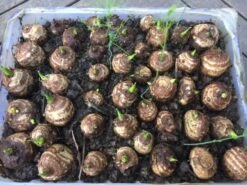 Taro Seedling Plants