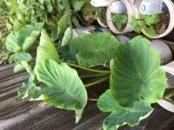 Taro Seedling Plants -Plant Shop Taro stalk leave 1