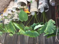 Taro Seedling Plants -Plant Shop Taro stalk leave 2