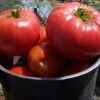 Tomato ‘Brandywine’, Lycopersicon Esculentum Seeds -Plant Shop Tomato ‘Brandywine Heirloom HUGE beef tomatoes