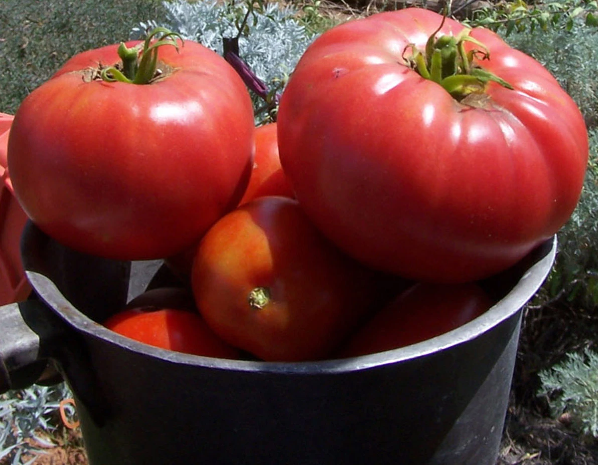 Tomato ‘Brandywine’, Lycopersicon Esculentum Seeds 3 Tomato ‘Brandywine’, Lycopersicon Esculentum Seeds
