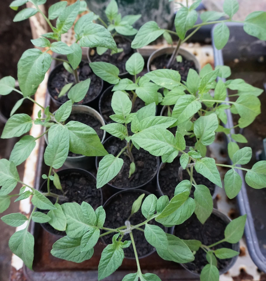 Tomato ‘Brandywine’, Lycopersicon Esculentum Seeds 4 Tomato ‘Brandywine’, Lycopersicon Esculentum Seeds - Image 2