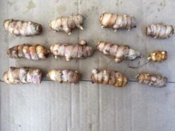 Turmeric Plants -Plant Shop Tumeric seed 1