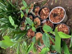 1 Very Dwarf Cavendish Banana (VDCB) Plant -Plant Shop VDCB 3