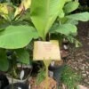 1 Very Dwarf Cavendish Banana (VDCB) Plant -Plant Shop VDCB2