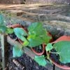 Vietnamese Fish Mint Plant -Plant Shop Viet Mint 1