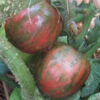 Tomato Violet Jasper Seeds -Plant Shop Violet Jasper