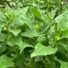 Tetragonia Tetragonioides – Warrigal Greens Seeds -Plant Shop Warrigal Greens