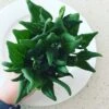 Warrigal Greens Seeds -Plant Shop Warrigal Greens scaled 1