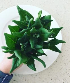Warrigal Greens Seeds