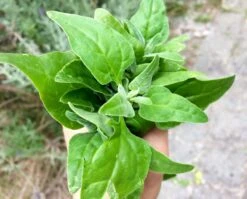 Tetragonia Tetragonioides – Warrigal Greens Seeds -Plant Shop Warrigal2BGreens2Bbunch