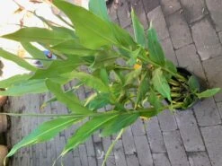 White Ginger Plant -Plant Shop White ginger 2 1