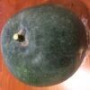 Indian Ash Gourd / Winter Melon Seeds -Plant Shop Winter Melon giant 1 1