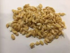 Plant Shop -Plant Shop Winter Melon giant 2