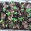 Yacon Seedling Plants -Plant Shop Yacon Seeds w green shoots