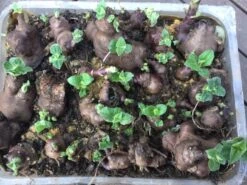 Yacon Seedling Plants