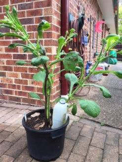 Yacon Seedling Plants -Plant Shop Yakon 9