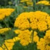 Yarrow Cloth Of Gold Seeds -Plant Shop Yarrowclothofgold