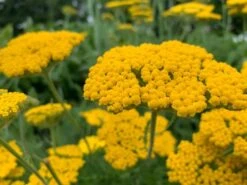 Yarrow Cloth Of Gold Seeds
