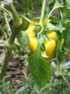 Yellow Capsicum ‘Amigo Gold’ – Capsicum Annuum Seeds -Plant Shop Yellow Capsicum Amigo Gold Capsicum Annuum