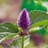 Anise Hyssop Seeds -Plant Shop aNISE HYSSOP2