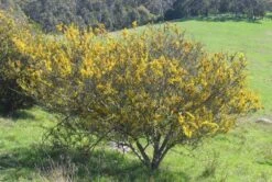 Acacia Paradoxa – Hedge Wattle Seeds -Plant Shop acacia paradoxa hab david blair