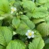 Alpine Strawberry Runners -Plant Shop alpine strawberry