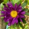 Aster Giant Ray Mix Seeds -Plant Shop astergiantray1
