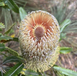 Banksia Serrata – Saw-tooth Banksia Seeds