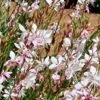 Gaura – Beeblossom Seeds -Plant Shop bees scaled 1