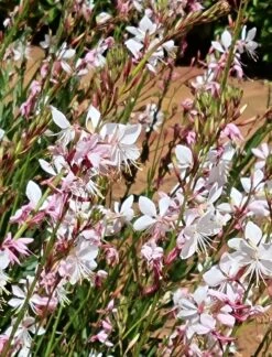 Gaura – Beeblossom Seeds