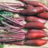 Beetroot – Cylindra Seeds -Plant Shop beetroot cylindra