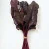 Beetroot Red Devil Seeds -Plant Shop beetrootreddevil2